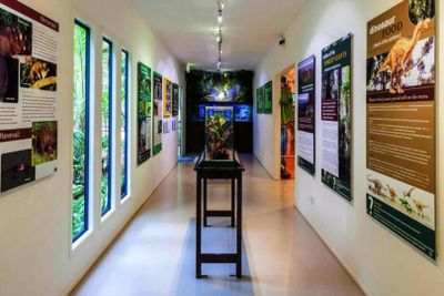 Тропический лес Тамборин: прогулка по небу: Входной билет - photo 2