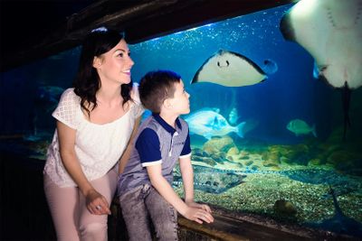 ЖИЗНЬ МОРЕ Бланкенберге: Входной билет