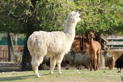 Сафари: входной билет в Равенну