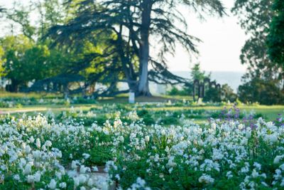 Домен де Шомон-сюр-Луар: Билет с входом без очереди - photo 2