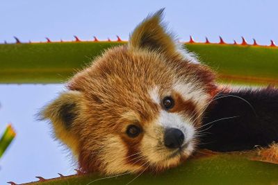 Selwo Aventura Estepona: Входной билет - photo 2