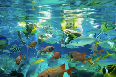 Аквапарк Adventure Cove™: Входной билет