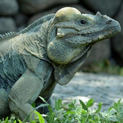 Парк рептилий на Бали: Входной билет - photo 2