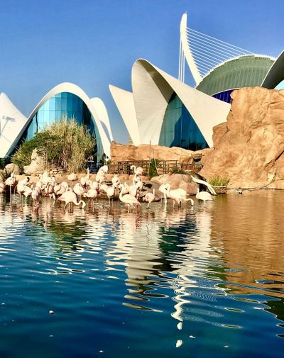 Океанографический и научный музей: Входной билет - photo 2