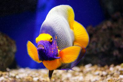 Океанариум Онирии: Входной билет - photo 2