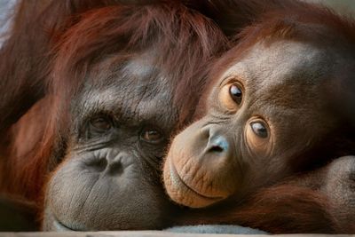 Зоопарк Феникс: Входной билет - photo 2