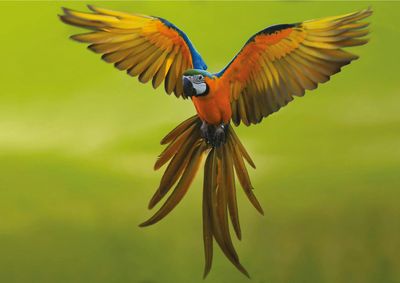 Тематический парк Олтремаре: Входной билет