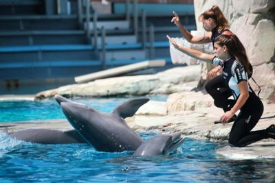 Тематический парк Олтремаре: Входной билет + Обед