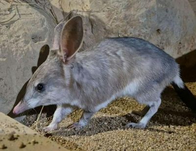 Сады коалы в Куранде: Входной билет