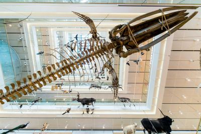 MUSE - Музей науки: Входной билет - photo 2