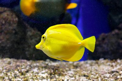 Океанариум Онирии: Входной билет