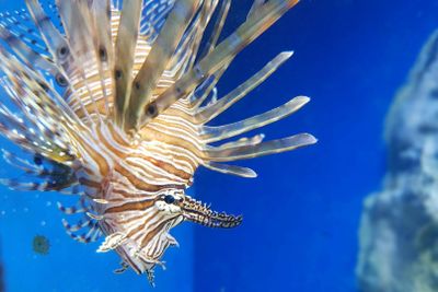 Аквариум Неаполя: Входной билет - photo 2