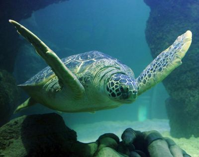 МОРСКАЯ ЖИЗНЬ Мичиган: Входной билет - photo 2