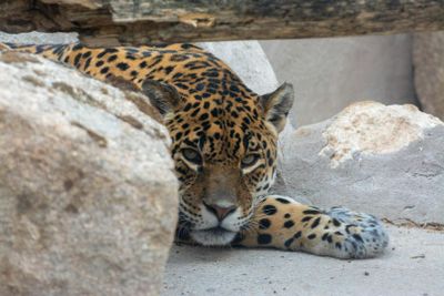 Зоопарк Коки: Входной билет