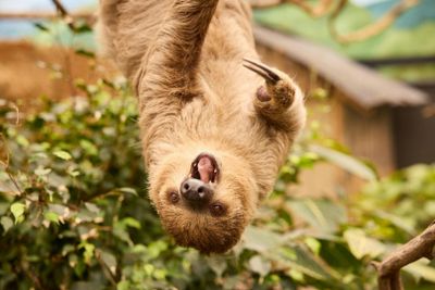 Зоопарк Overloon: Входной билет - photo 2