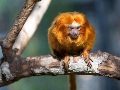 Парк Loro Parque: Входной билет + Перевозка транспортом - photo 2