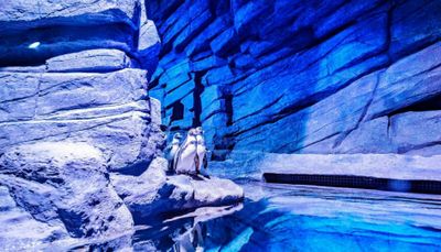 Аквариум Пхукет: Входной билет - photo 2