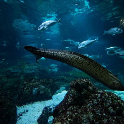 Аквариум Барселоны: Flexi-Ticket - photo 2