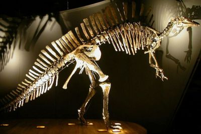 Музей естественной истории (Museo di Storia Naturale): входной билет