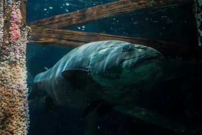 Аквариум залива: Входной билет - photo 2