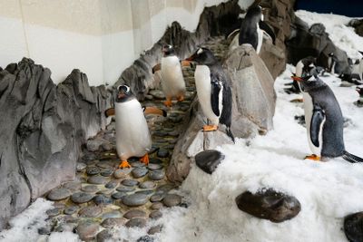 ЖИЗНЬ МОРЯ Мельбурнский аквариум: Входной билет - photo 2