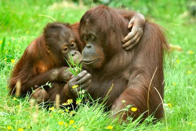 Кёльнский зоопарк и аквариум: Входной билет