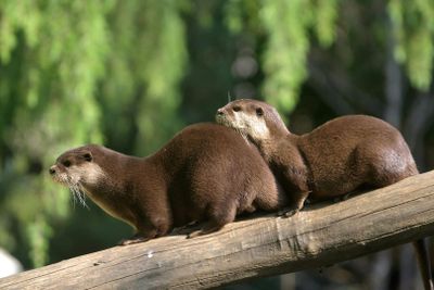Зоологический сад Пистоя: Билет с быстрым входом - photo 2