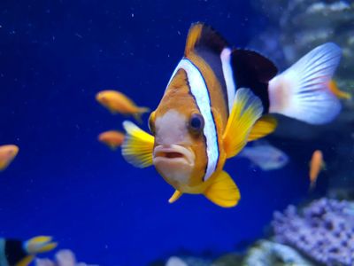 Аквариум Неаполя: Входной билет