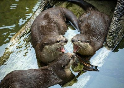 Аквариум Каттолики: Входной билет + Обед - photo 2
