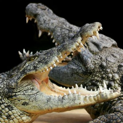 Аллигаторская бухта: Входной билет