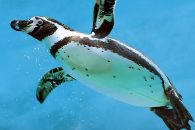 Стамбул: входной билет в аквариум и подводный зоопарк - photo 2