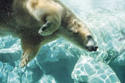 Sea World Gold Coast: билет на 1 день + поездка на гидроцикле - photo 2