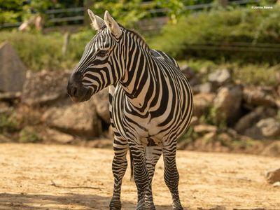 Зоопарк Колчестера: Входной билет