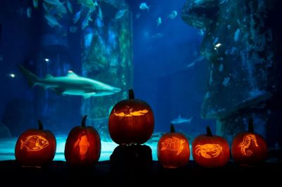 МОРСКАЯ ЖИЗНЬ Канзас-Сити: Входной билет