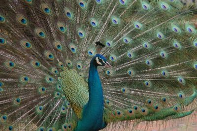 Лиссабонский зоопарк: Билет с быстрым входом - photo 2