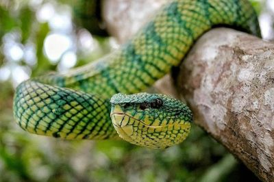 Парк рептилий на Бали: Входной билет