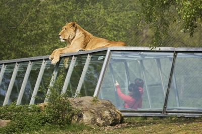 Сафари в Туари: входной билет