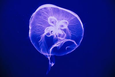 МОРСКАЯ ЖИЗНЬ Океанский мир Бангкока: Входной билет - photo 2