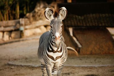 Парк Natura Viva: билет с открытой датой - photo 2