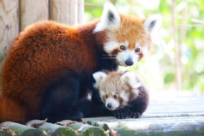 FyZoo: Входной билет