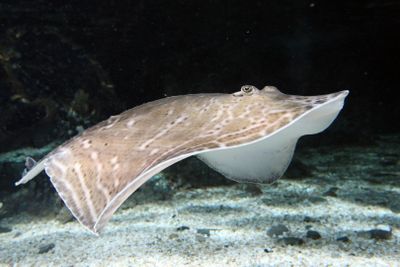 SEA LIFE Грейт-Ярмут: Входной билет - photo 2