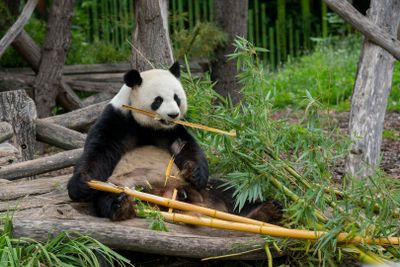 Зоопарк Хеллабрунн: Билет с быстрым входом + Трансфер из Мюнхена и обратно - photo 2