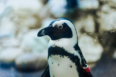 Аквариум Ripley 's Aquarium of the Smokies: Входной билет - photo 2