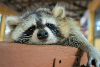 Парк дикой природы Лангкави: Входной билет