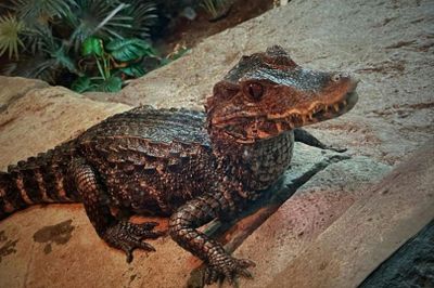 Exploris Aquarium: Входной билет - photo 2