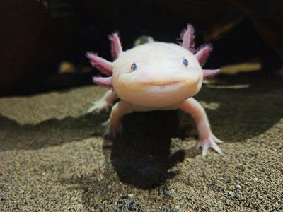 Аквариум Биопарка Хихона: Входной билет - photo 2