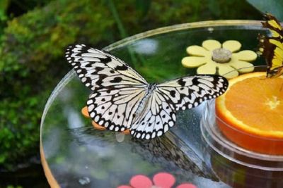 Dubai Butterfly Garden: входной билет