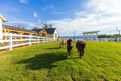 Билет на ранчо Skyland + живописный подъемник