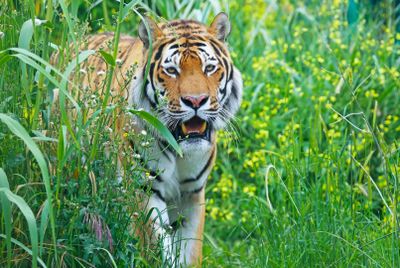 FyZoo: Входной билет - photo 2