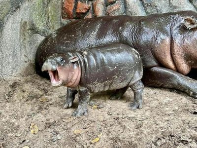 Открытый зоопарк Кхао Кхео: Входной билет